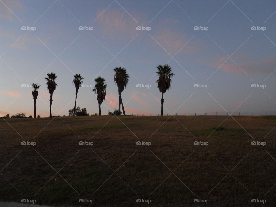 palmeras
