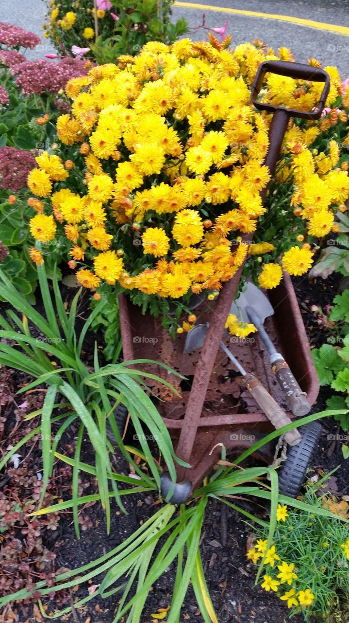 Colorful  Flowers in Rusty Wagon