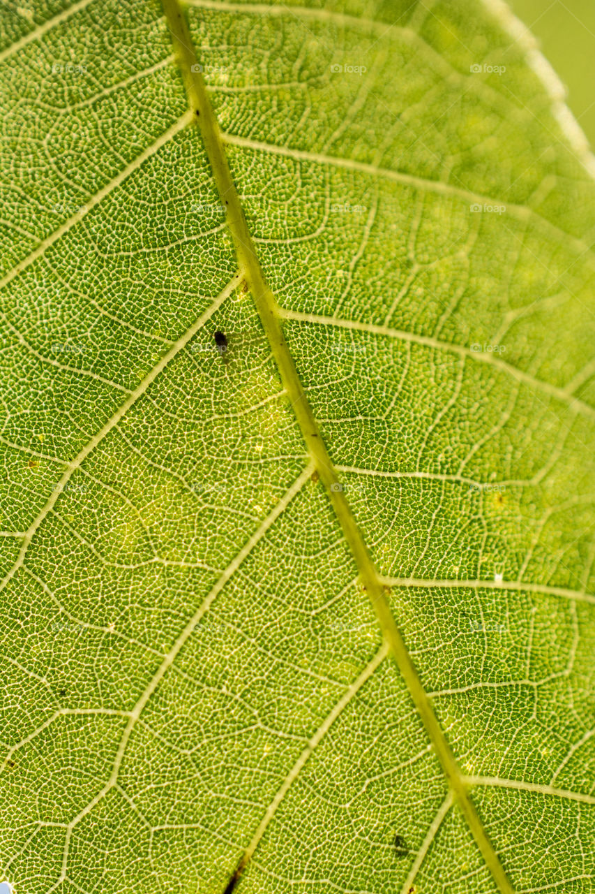 Close Up Pecan Tree Leaf Texture 