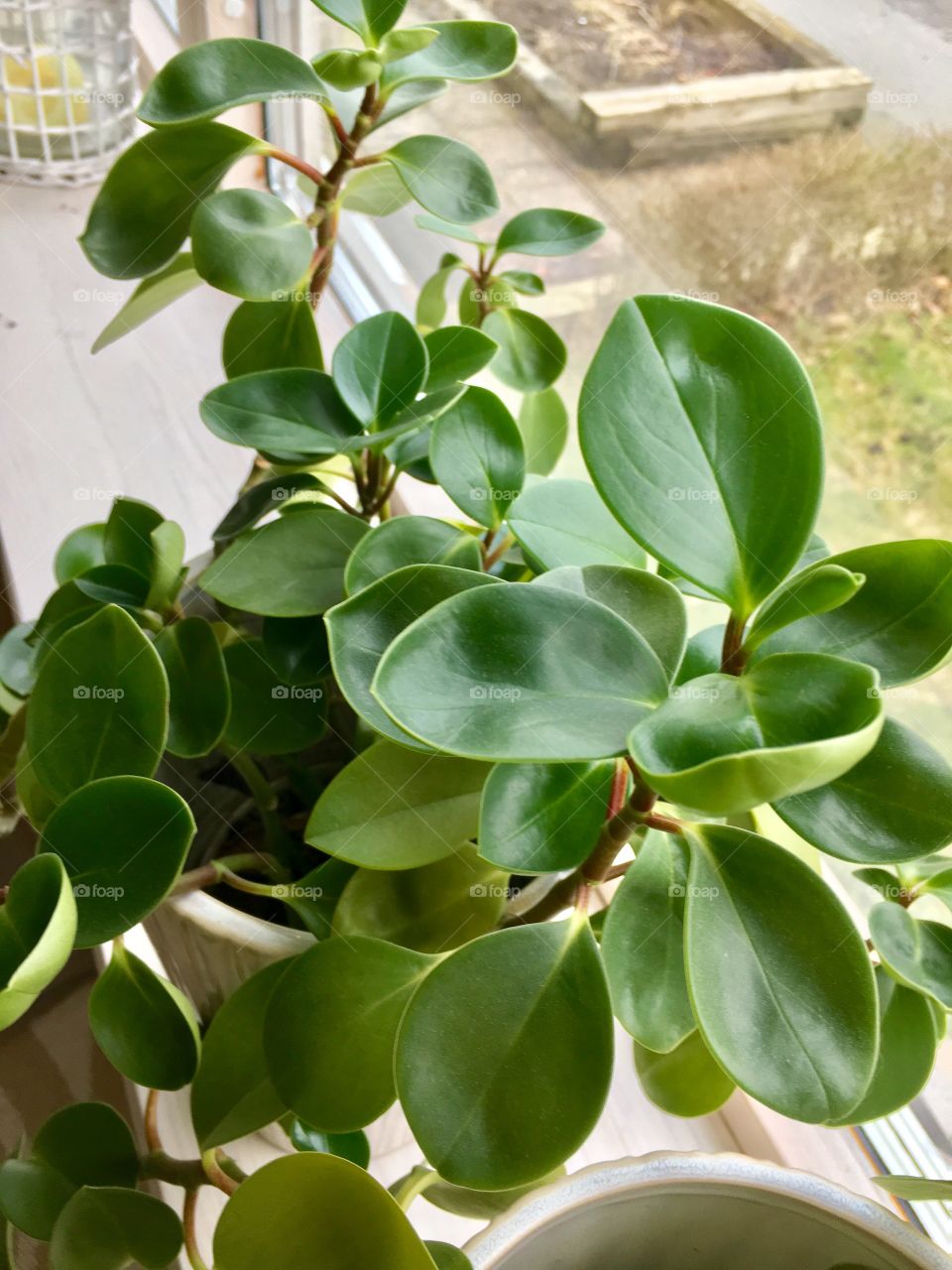 Close-up of potted plant on window