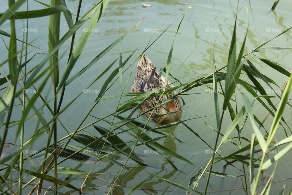 duck in the reeds in the pond of the city park. wild duck. birds