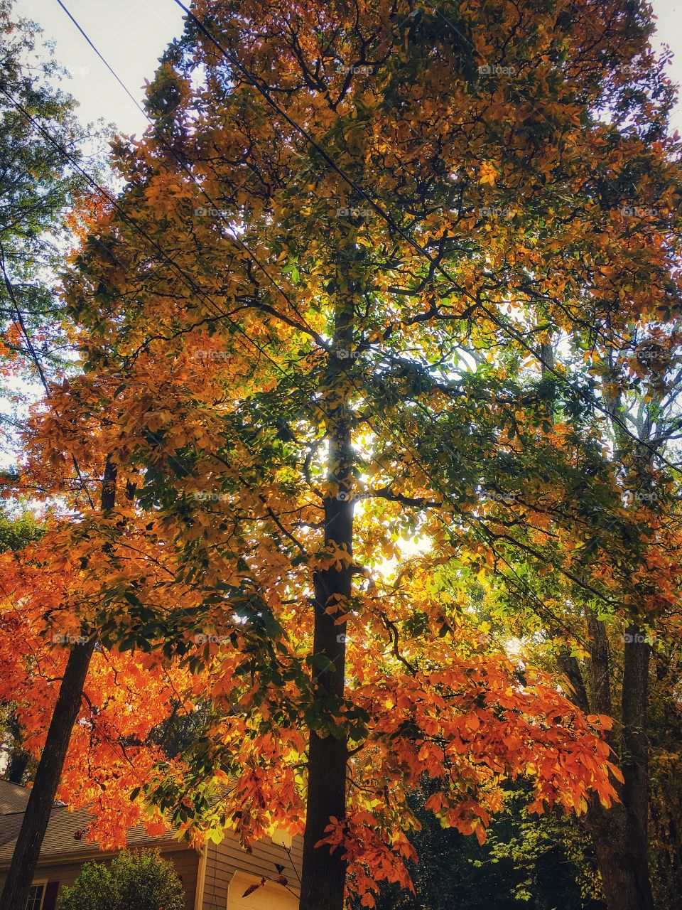 Colorful trees in Fall/Autumn.
