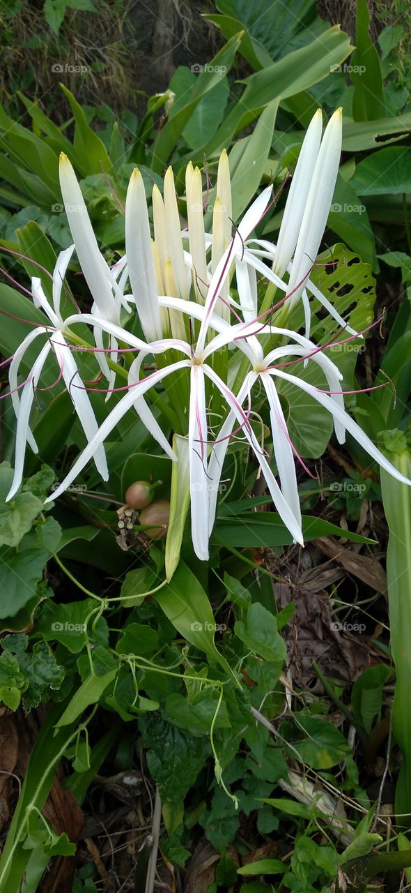 White lily or Crinum asiaticum Linn. is an ornamental plant that is very famous because of its very beautiful figure with white flowers