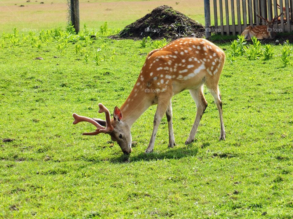 deer grazes in the meadow. deer farm