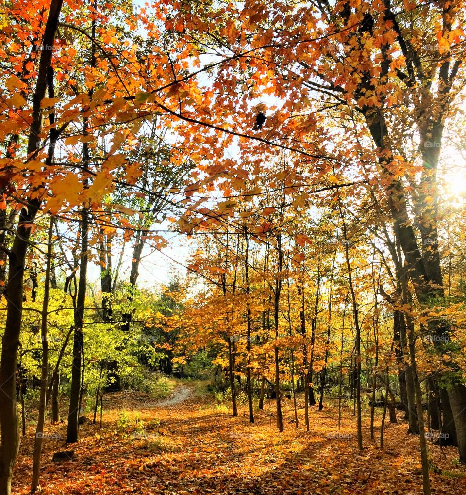 View of autumn trees in forest