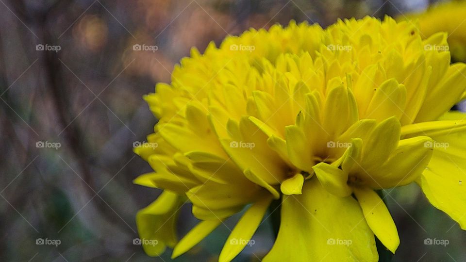 beautiful yellow flower closeup