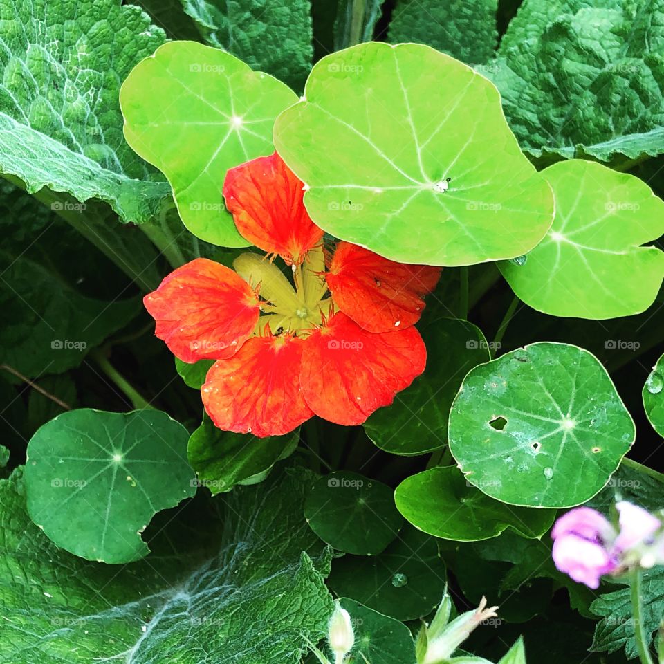 Nasturtium flower