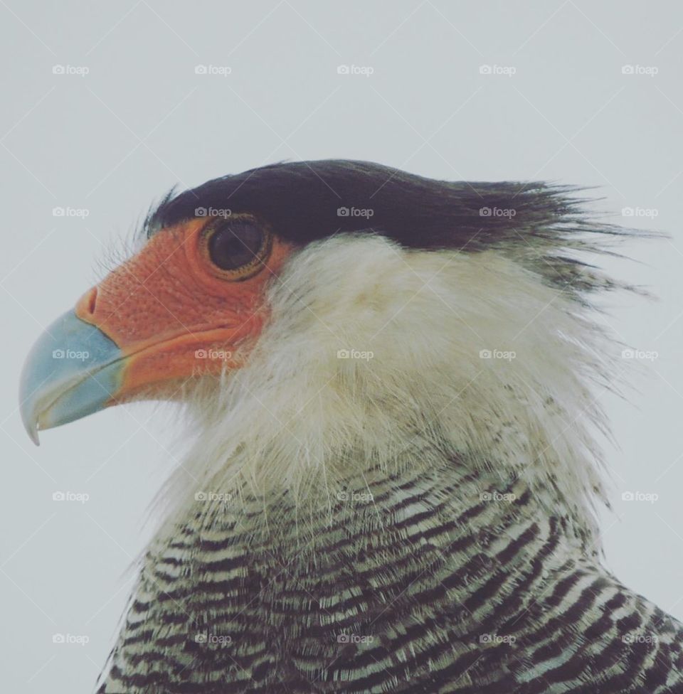 Details. Carcara, he landed for me.