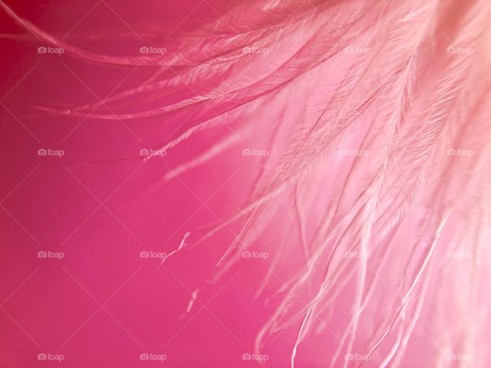 pink fluffy feathers