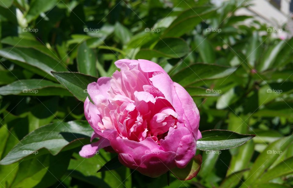 Peony