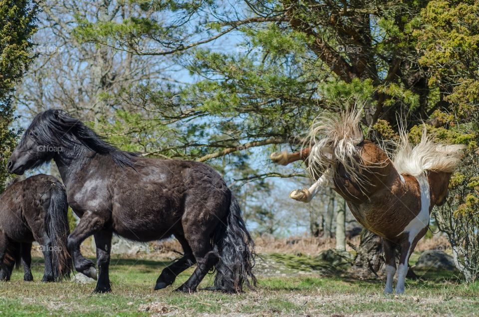 Shetland ponies playing together 