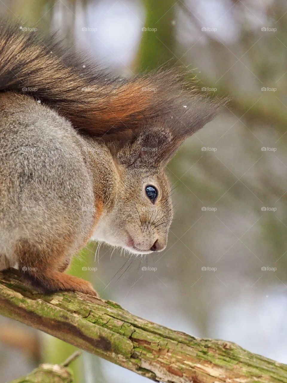 Squirrel