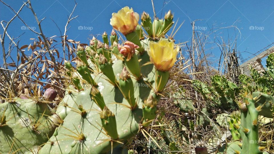 Beautiful cactus plant.