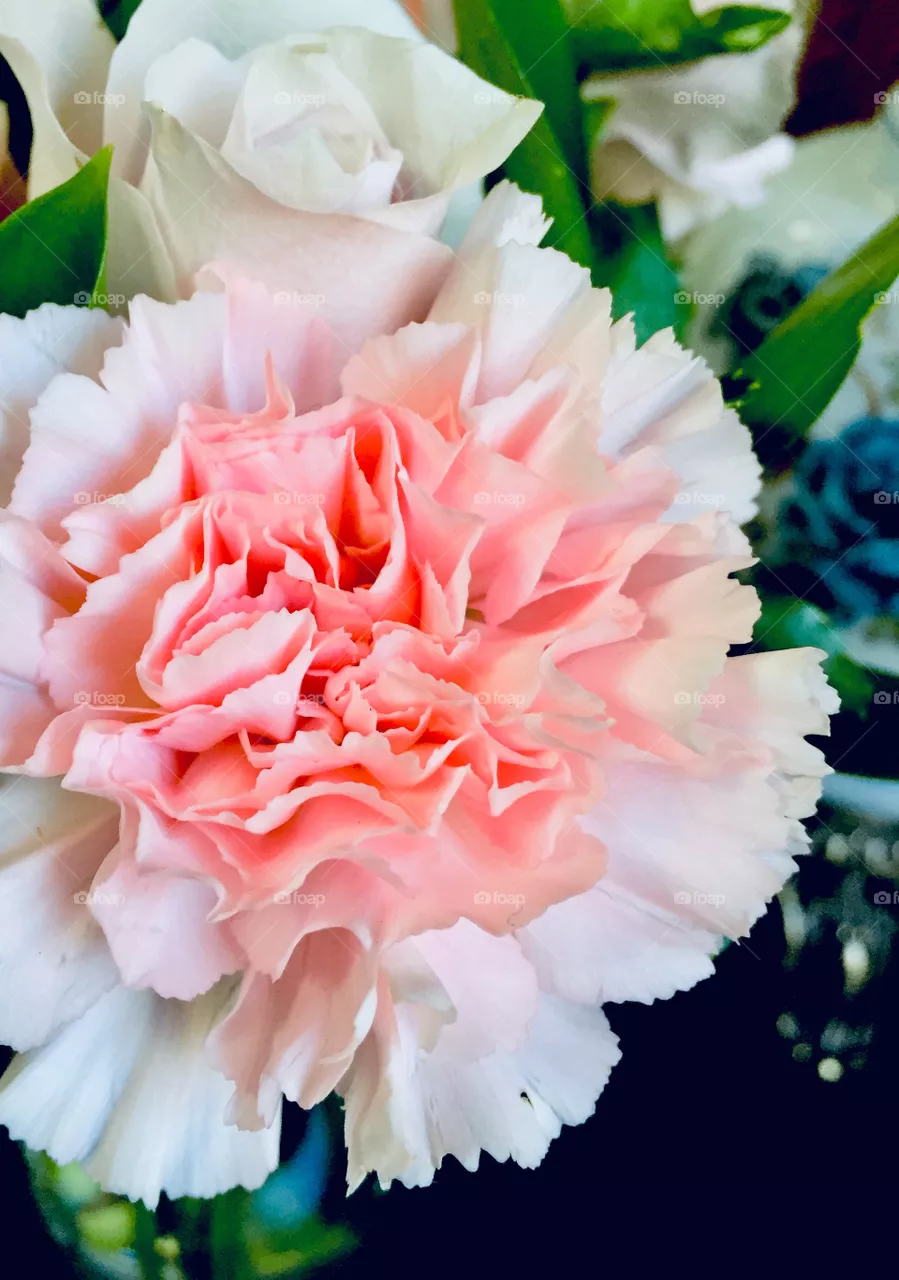 blooming