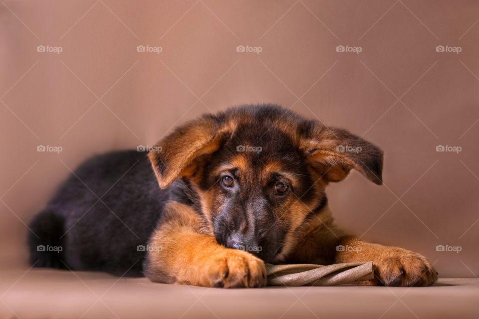 German shepherd puppy on light brown background 