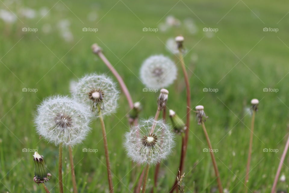 Dandelions