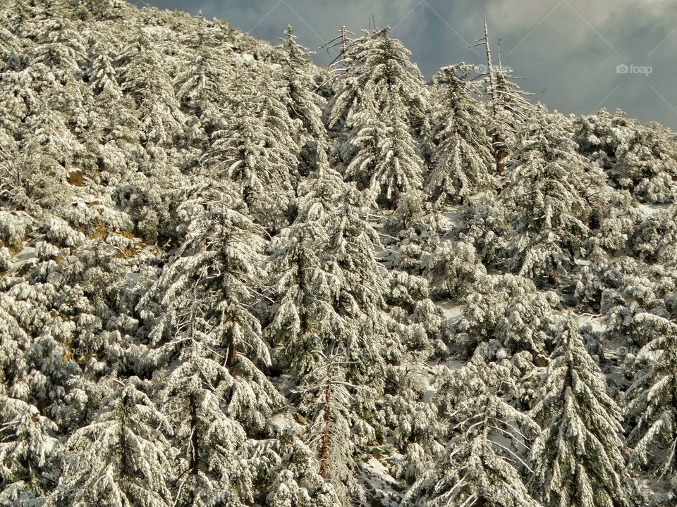 Snowy Conifer Forest