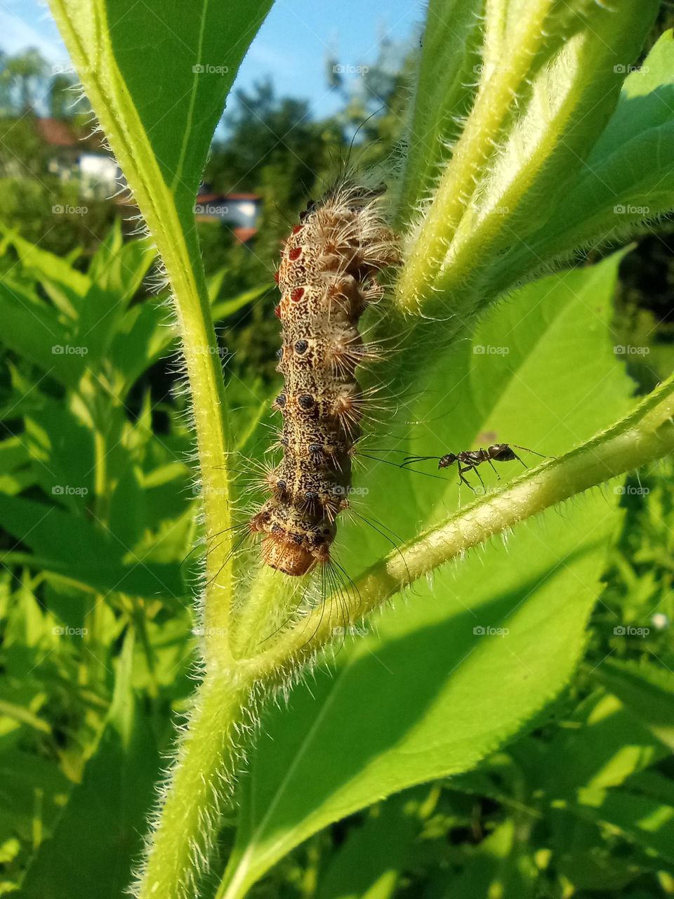 Caterpillar and Ant