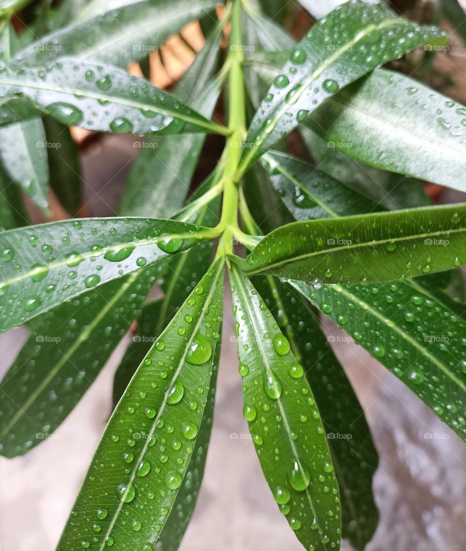 The rain is wonderful