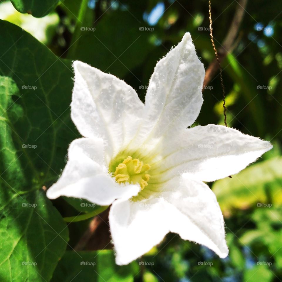 Small white flower.