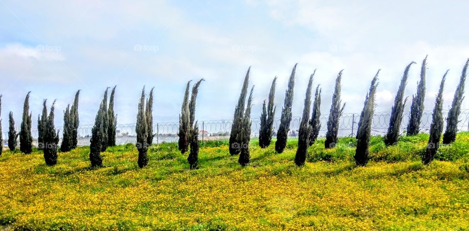 The road trees are neat and beautiful green color, the small yellow flowers on the ground, that is a bright landscape of countryside.