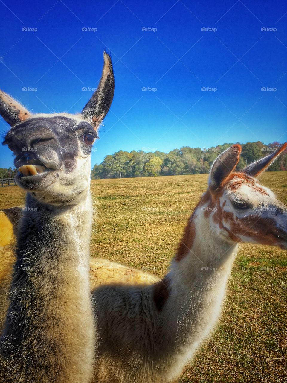 Llama Llama