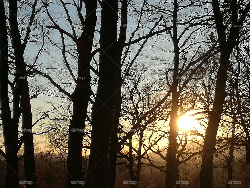 Sunset through the trees
