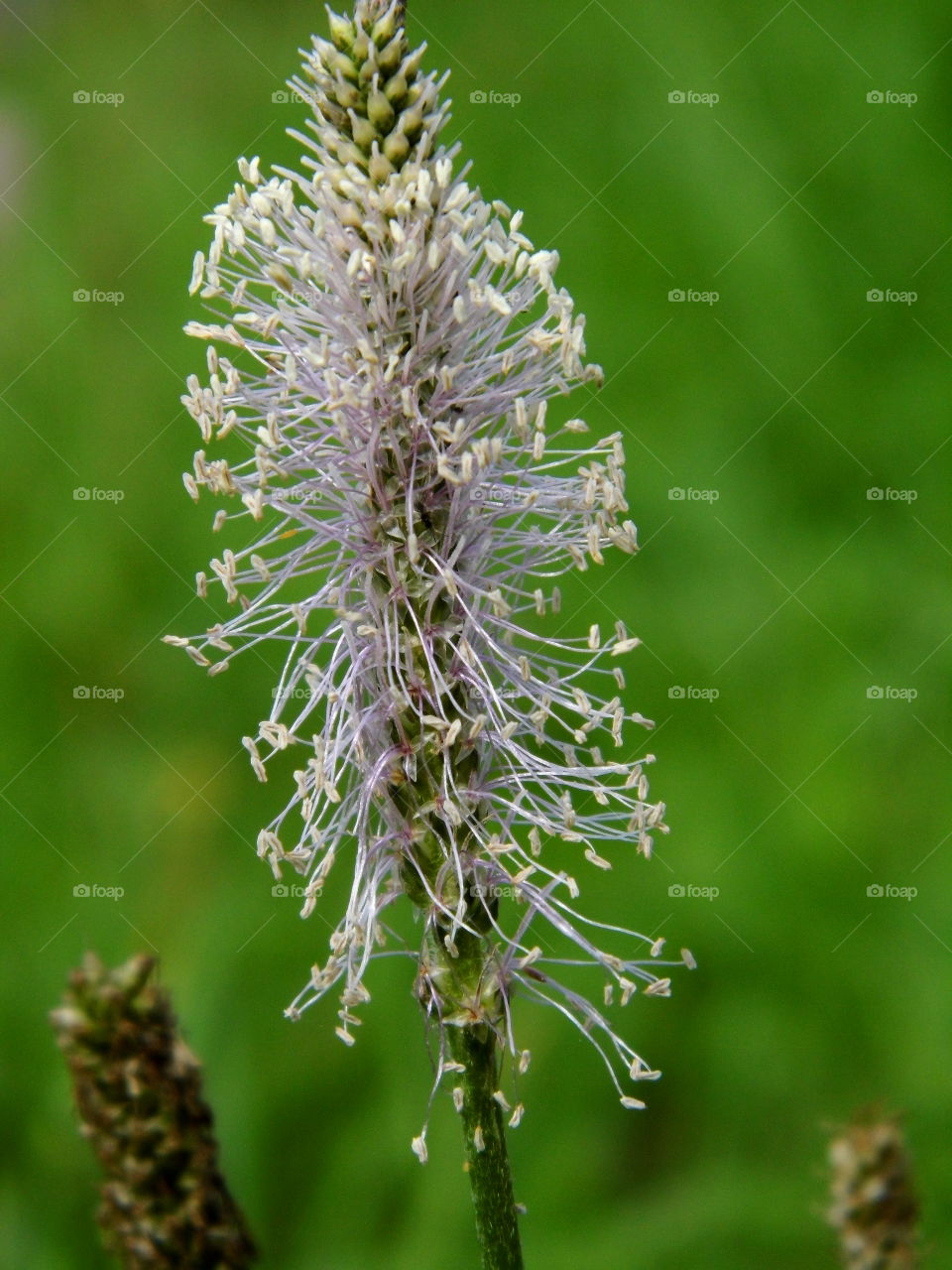 beautiful flower in the garden