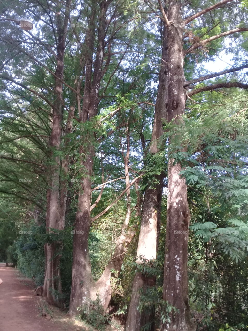 Pine tree. Park in  Brazil