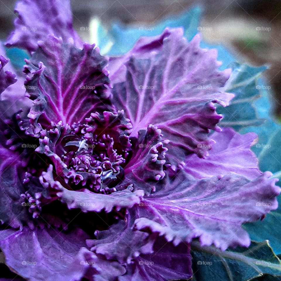 Purple Plant & Water Drops * Planta Morada y Gotas de Agua