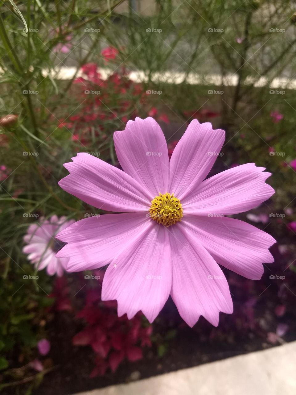 pink flower
