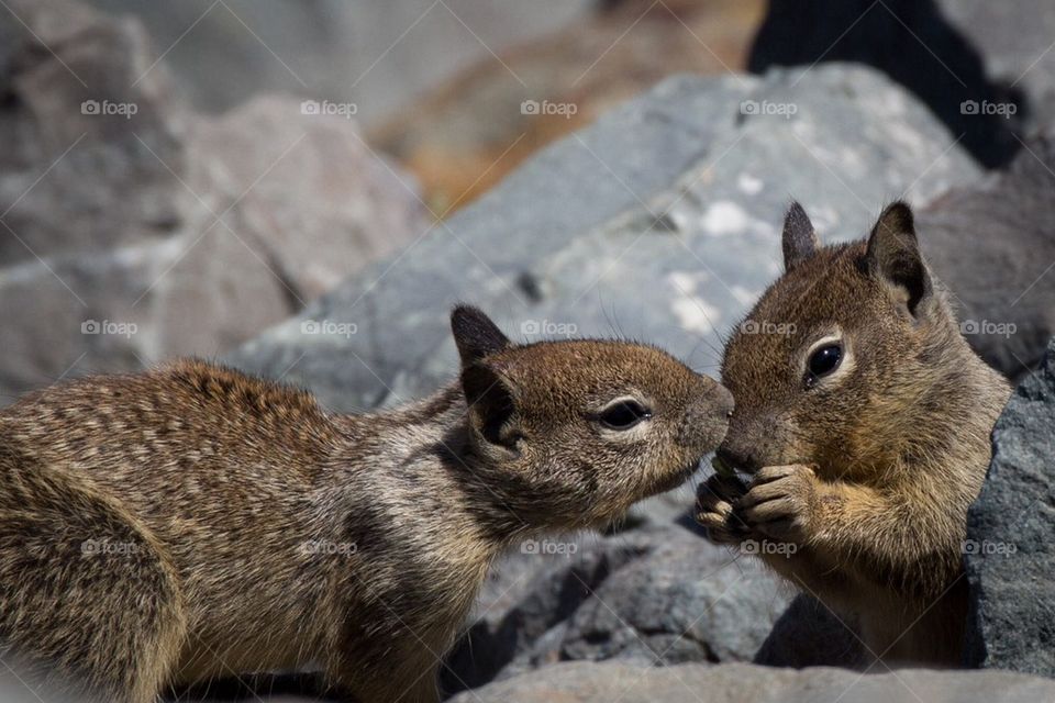 Squirrel love 