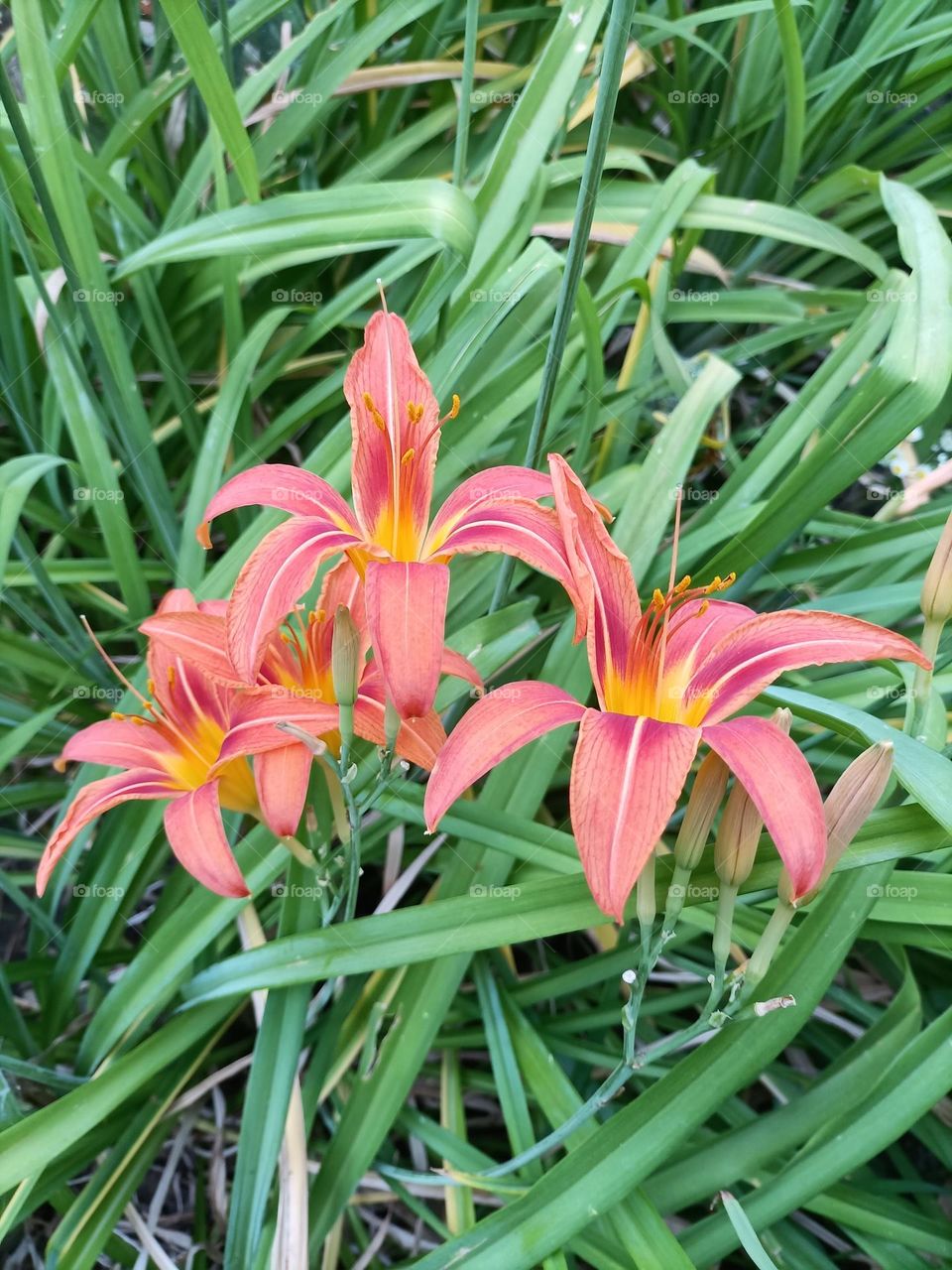 The beauty in nature