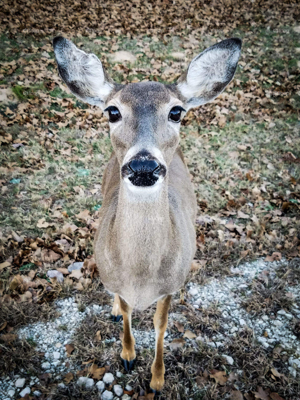 lone deer