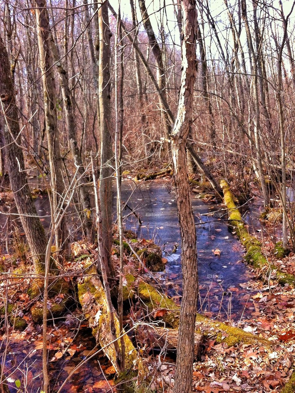 Dinosaur State Park, CT