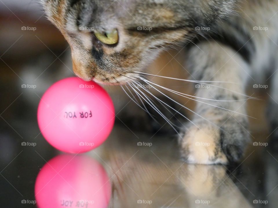 Cat playing with ball