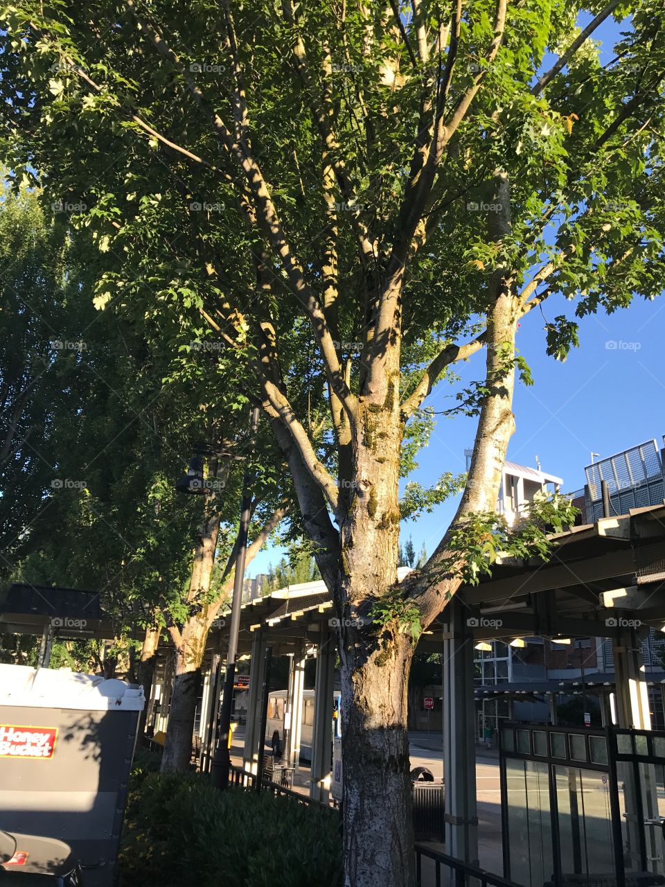 A tree filtering the sunlight at Renton Transit Center