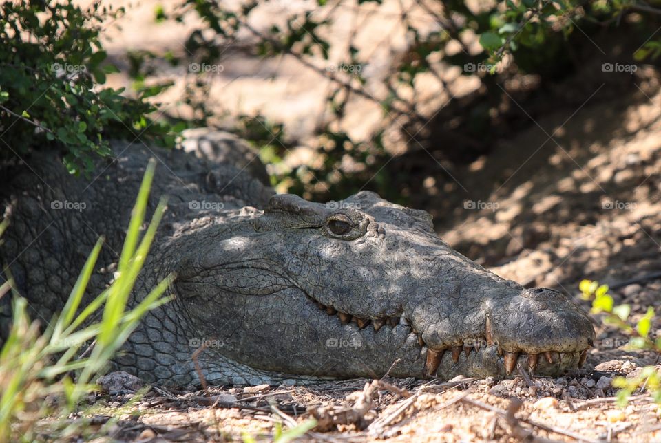 A crocodile patiently waits in the shade