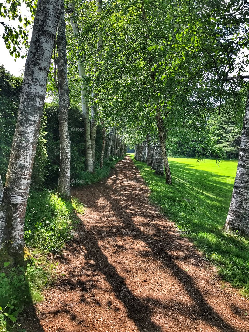 Hidden path among a green field