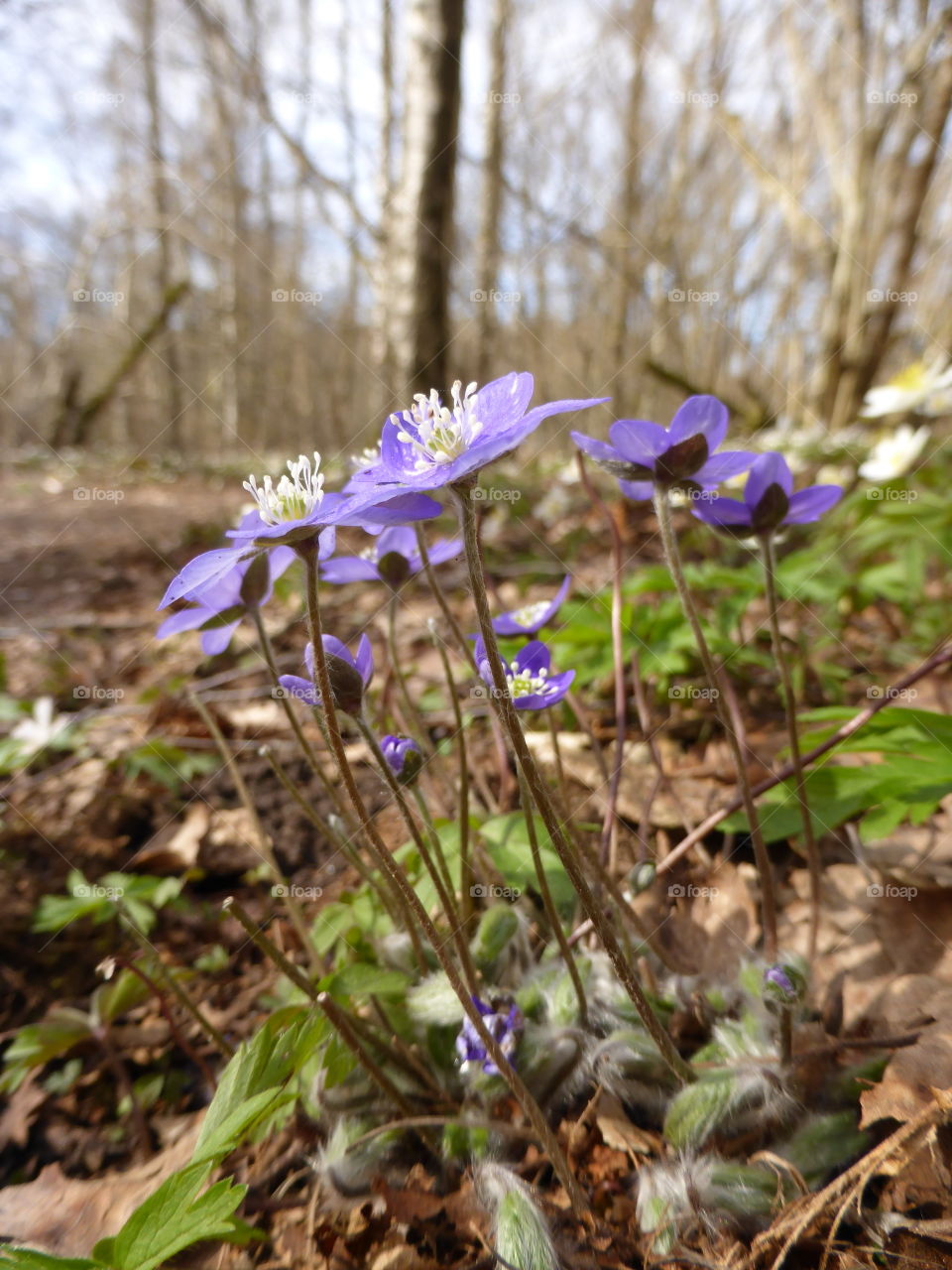 Hepatica flowers 