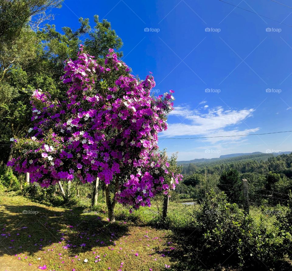 Céu azul de primavera 