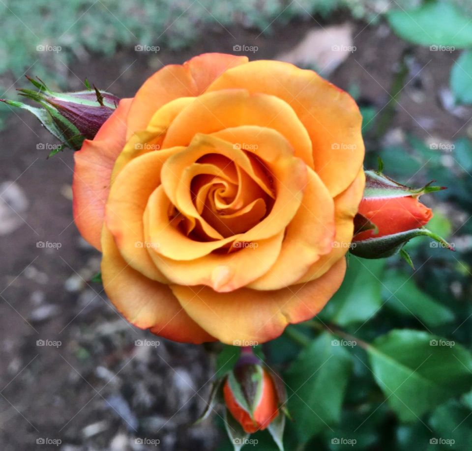 🌹 🇺🇸 Very beautiful flowers to brighten our day.  Live nature and its beauty. Did you like the delicate petals? / 🇧🇷 Flores muito bonitas para alegrar nosso dia. Viva a natureza e sua beleza. Gostaram das pétalas delicadas? 