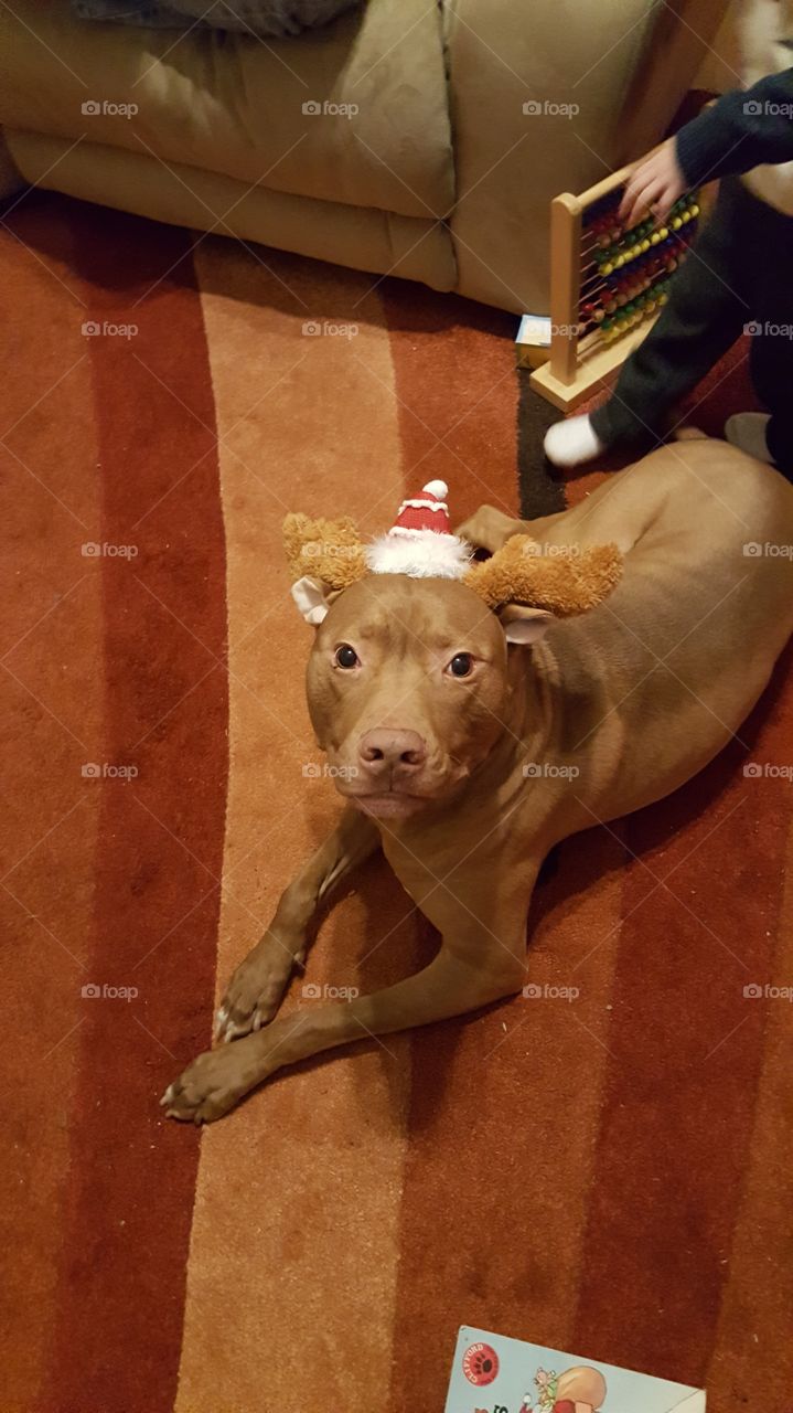 dog celebrating Christmas