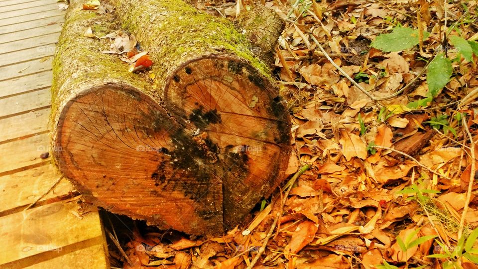 Heart shaped tree stump on a forest floor