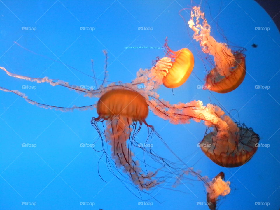 jellies. a day at the national aquarium 