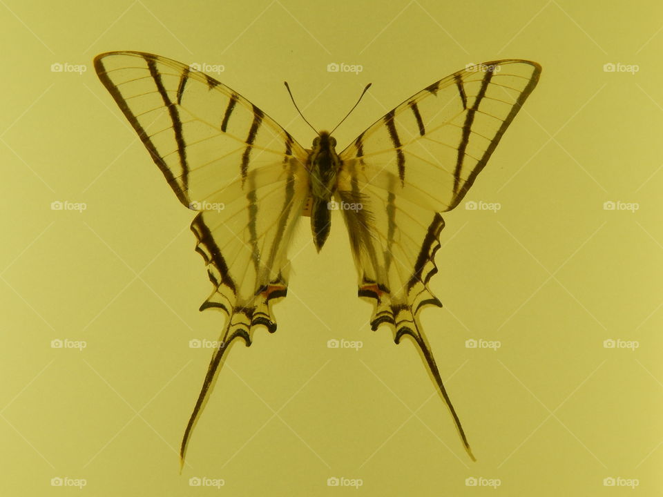 rare butterfly display