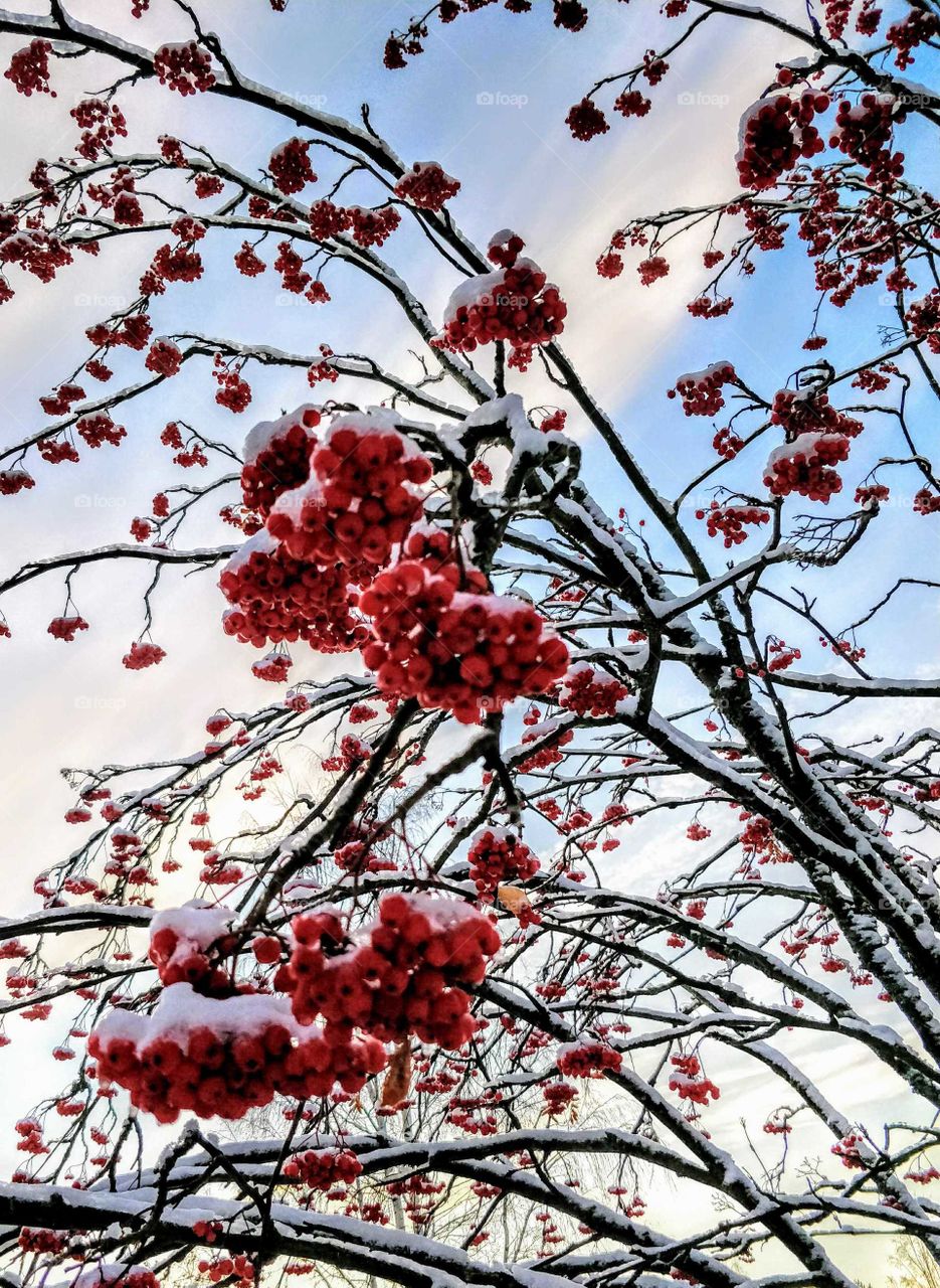 Rowan berries and snow against blue sky