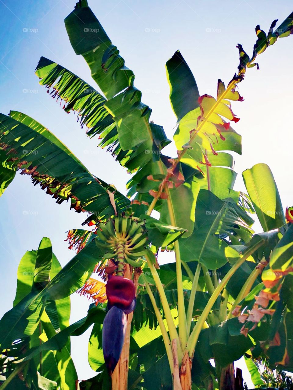 The beautiful light colours and growing of the fruit banana on palm tree.
