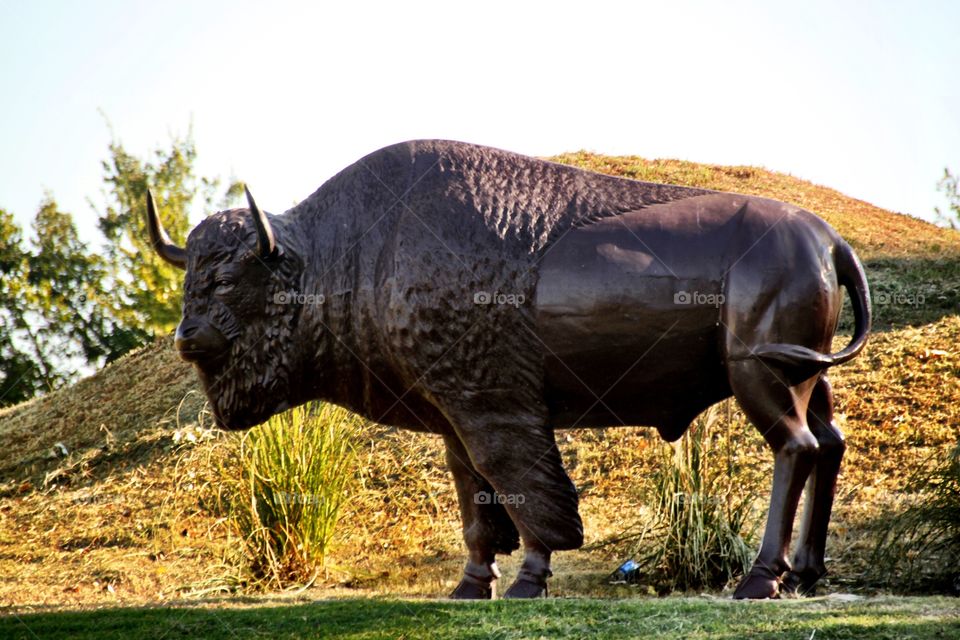 Buffalo statue