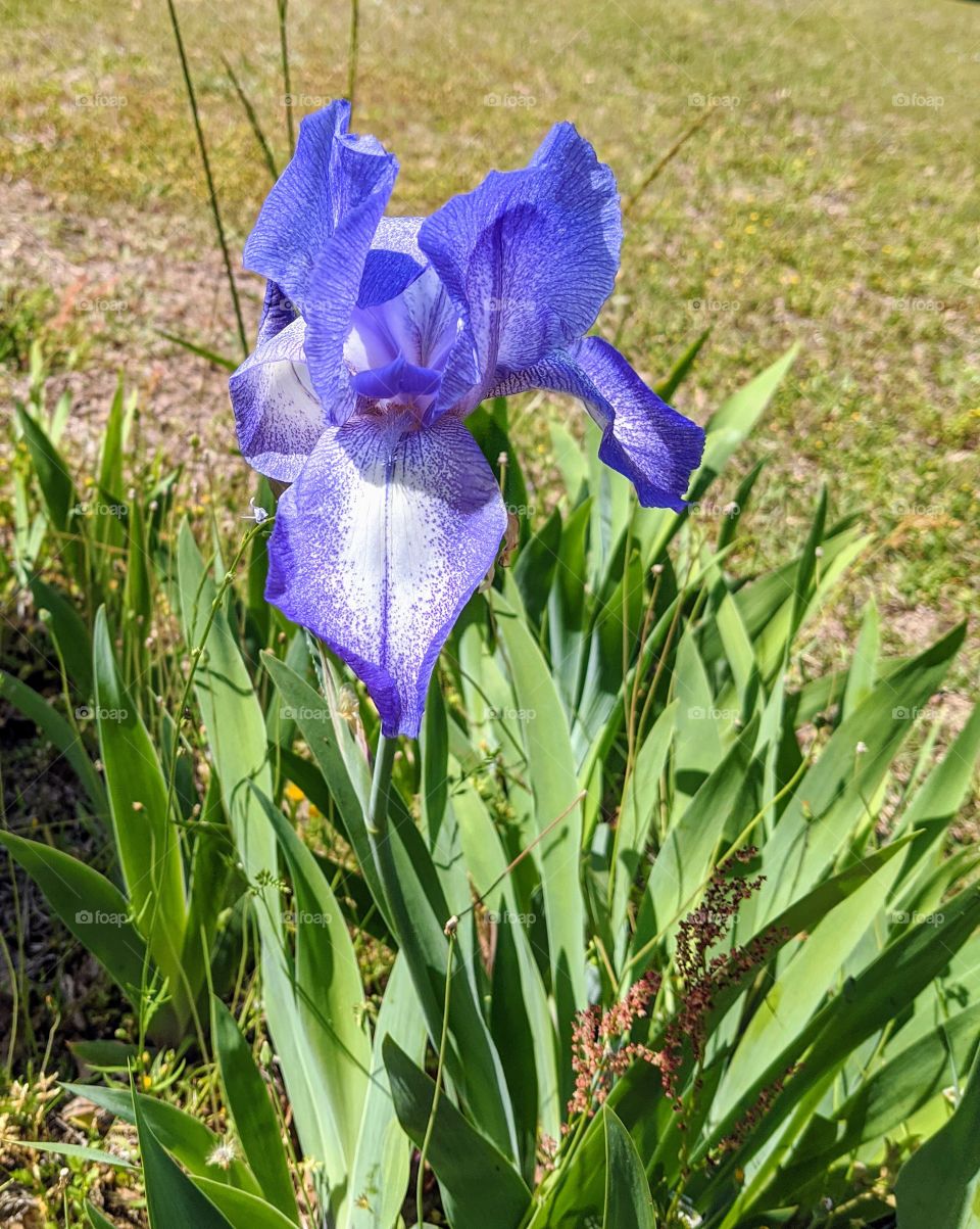 Iris growing wild